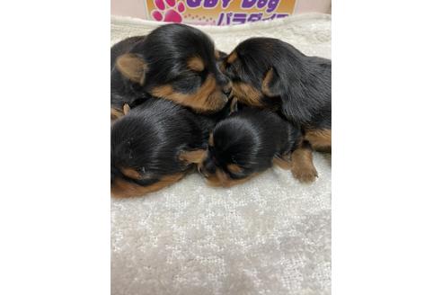 成約済の静岡県のヨークシャーテリア-131353の5枚目