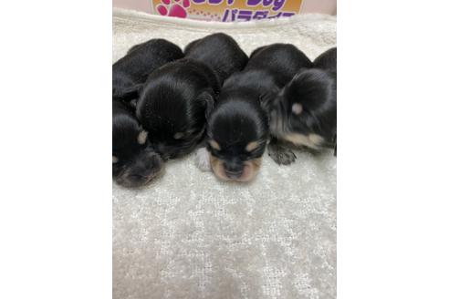 成約済の静岡県のチワックス:チワワ×ミニチュアダックスフンド-131358の6枚目