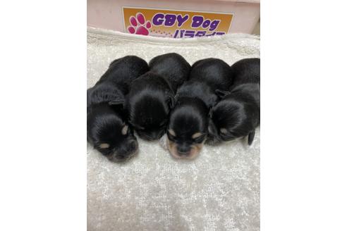 成約済の静岡県のチワックス:チワワ×ミニチュアダックスフンド-131358の5枚目