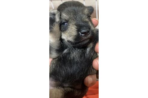 成約済の三重県のミニチュアシュナウザー-131095の17枚目
