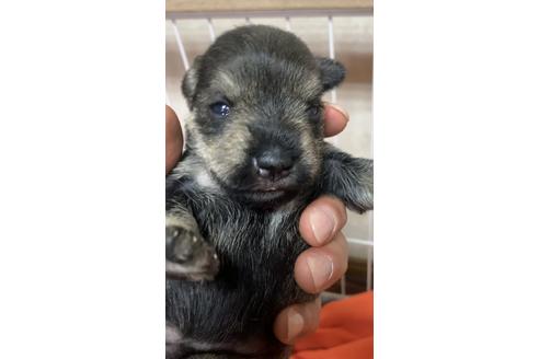 成約済の三重県のミニチュアシュナウザー-131095の16枚目