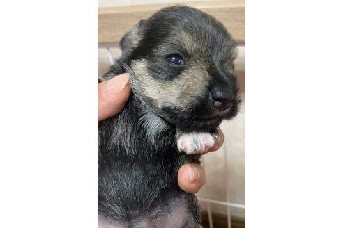 成約済の三重県のミニチュアシュナウザー-131095の14枚目