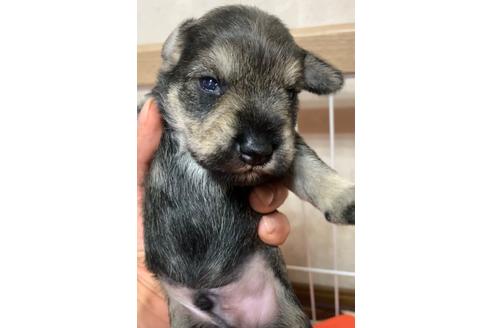 成約済の三重県のミニチュアシュナウザー-130844の2枚目