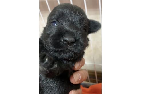 成約済の三重県のミニチュアシュナウザー-131094の3枚目