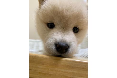 成約済の兵庫県の豆柴-131367の1枚目