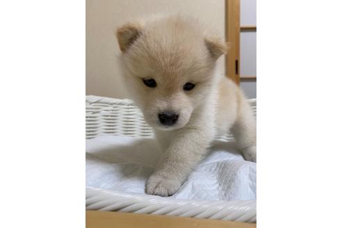 成約済の兵庫県の豆柴-131367の3枚目