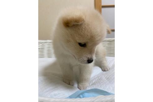 成約済の兵庫県の豆柴-131367の2枚目