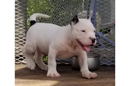 成約済の沖縄県のミックス犬-126145の1枚目