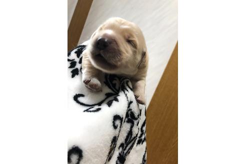 山口県でゴールデンレトリーバーの子犬を探す ブリーダーナビ 山口県でゴールデンレトリーバーの子犬を探す ブリーダーナビ