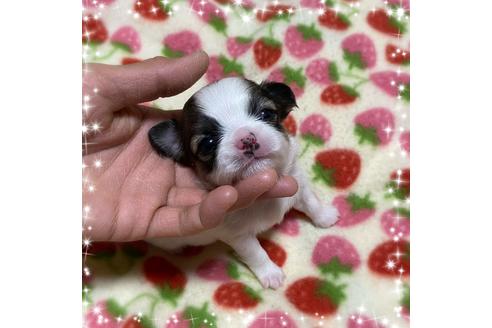 成約済の福岡県のチワワ(ロングコート)-130183の4枚目