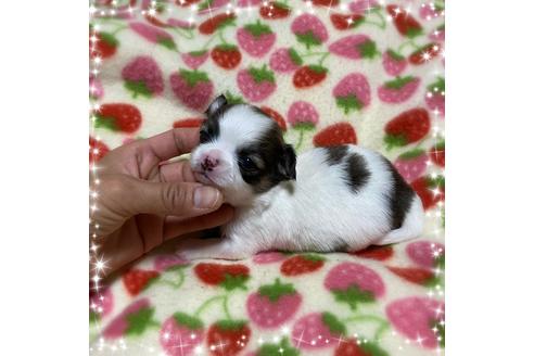 成約済の福岡県のチワワ(ロングコート)-130183の3枚目