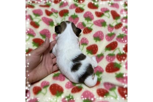 成約済の福岡県のチワワ(ロングコート)-130183の2枚目