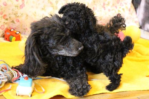 成約済の愛知県のトイプードル-126393の9枚目