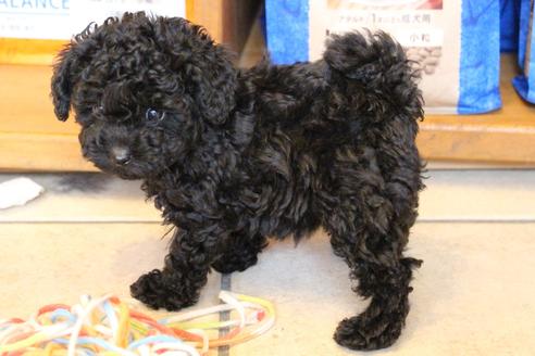 成約済の愛知県のトイプードル-126393の8枚目