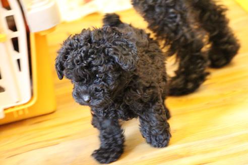 成約済の愛知県のトイプードル-126393の7枚目