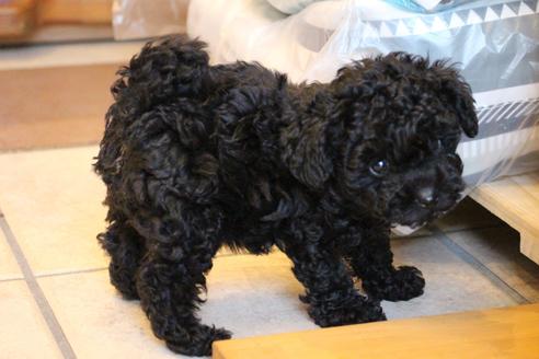 成約済の愛知県のトイプードル-126393の6枚目