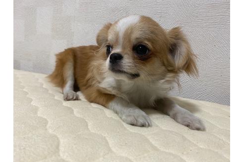 成約済の埼玉県のチワワ(ロングコート)-131419の3枚目