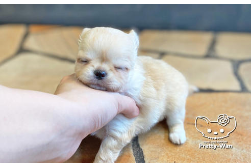 成約済の愛知県のチワワ(ロングコート)-131423の4枚目