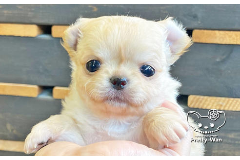 成約済の愛知県のチワワ(ロングコート)-131423の3枚目