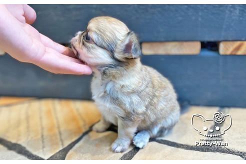 成約済の愛知県のチワワ(ロングコート)-131424の4枚目