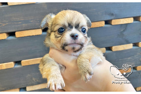 成約済の愛知県のチワワ(ロングコート)-131424の3枚目