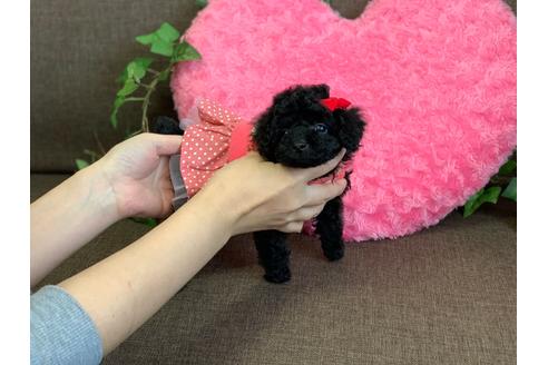 成約済の埼玉県のティーカッププードル-131430の5枚目