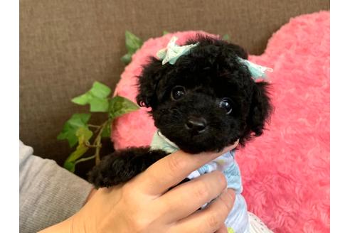 成約済の埼玉県のティーカッププードル-131430の2枚目