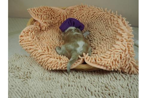 成約済の埼玉県のキャバリアキングチャールズスパニエル-131433の4枚目