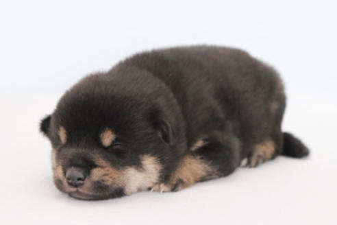 成約済の神奈川県の柴犬-131431の1枚目