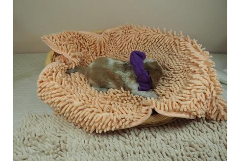 成約済の埼玉県のキャバリアキングチャールズスパニエル-131433の2枚目