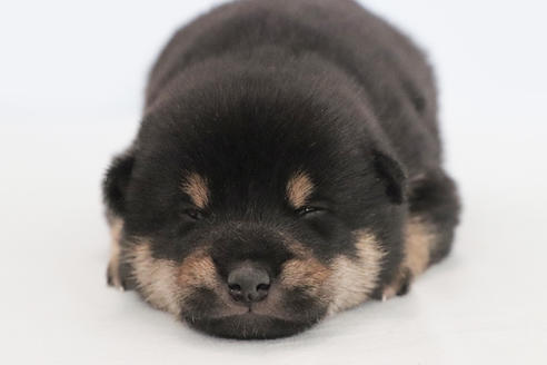 成約済の神奈川県の柴犬-131431の2枚目