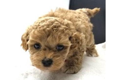 マルプーの子犬を探す ブリーダーナビ