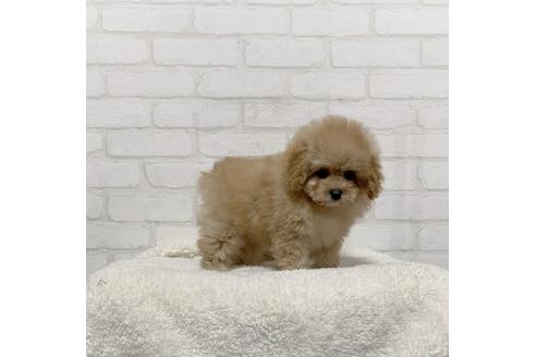 北海道のティーカッププードル 男の子 21 02 10生まれ アプリコット 子犬id ブリーダーナビ