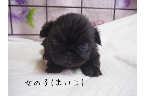 長野県のペキニーズ 女の子 21 03 29生まれ マイコのお母さんから3頭の可愛い子が産まれました 子犬id ブリーダーナビ