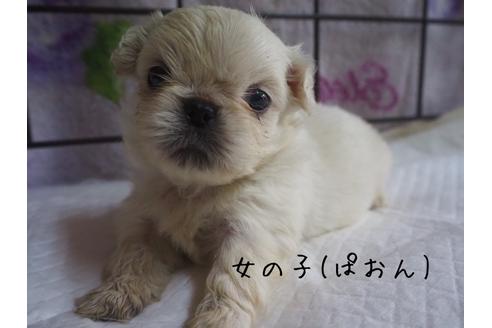 長野県のペキニーズ 女の子 21 03 29生まれ パオンのお母さんから5頭の可愛い子が産まれました 子犬id ブリーダーナビ