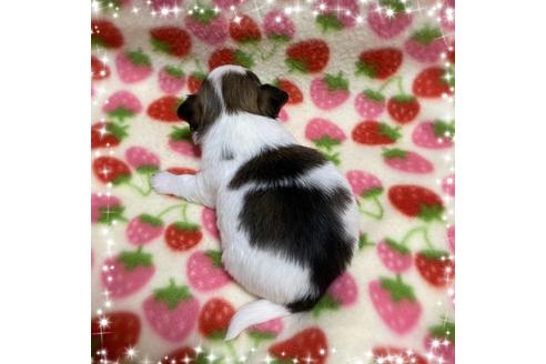 成約済の福岡県のチワワ(ロングコート)-131472の3枚目