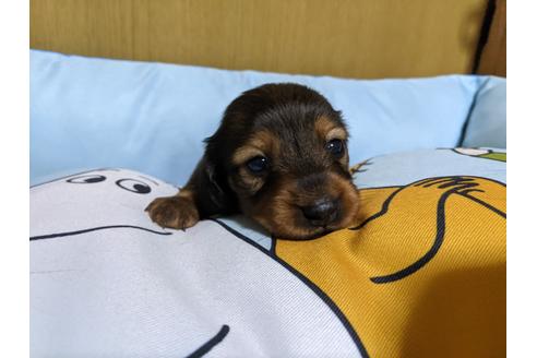 成約済の福岡県のミニチュアダックスフンド(ロングヘアード)-130313の6枚目