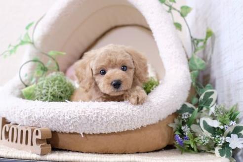 成約済の滋賀県のトイプードル-129909の1枚目