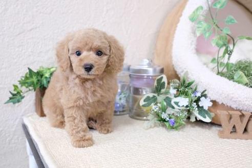 成約済の滋賀県のトイプードル-129909の5枚目