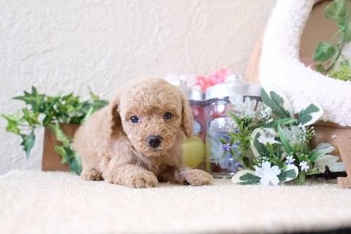 成約済の滋賀県のトイプードル-129909の3枚目