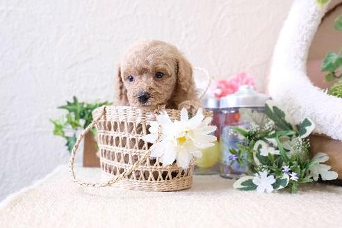 成約済の滋賀県のトイプードル-129909の2枚目