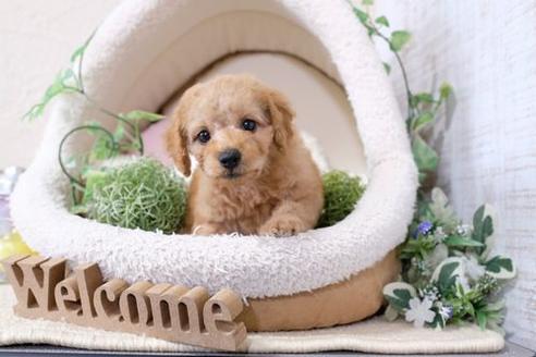 成約済の滋賀県のトイプードル-129918の1枚目