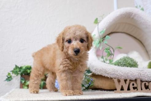 成約済の滋賀県のトイプードル-129918の5枚目