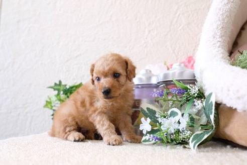 成約済の滋賀県のトイプードル-129918の3枚目