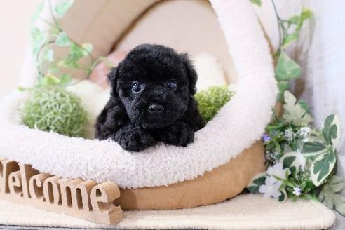 成約済の滋賀県のトイプードル-131409の1枚目