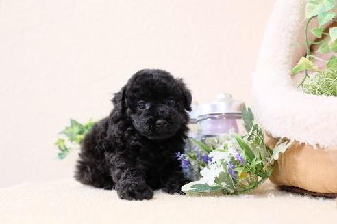 成約済の滋賀県のトイプードル-131409の3枚目