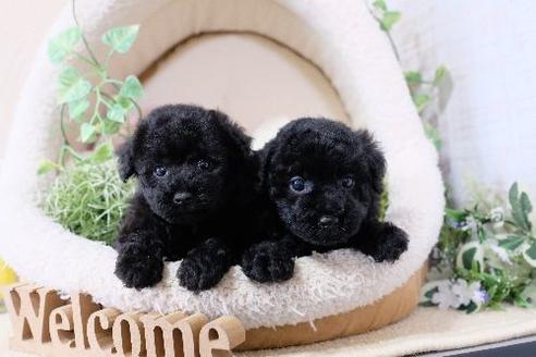 成約済の滋賀県のトイプードル-131409の2枚目