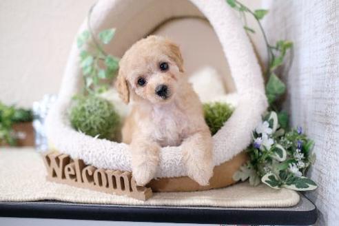 成約済の滋賀県のトイプードル-129919の1枚目