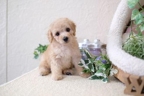 成約済の滋賀県のトイプードル-129919の5枚目