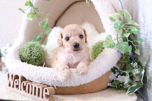 成約済の滋賀県のトイプードル-129919の3枚目